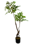 110cm Artificial Toona Sinensis Tree Evergreen-0