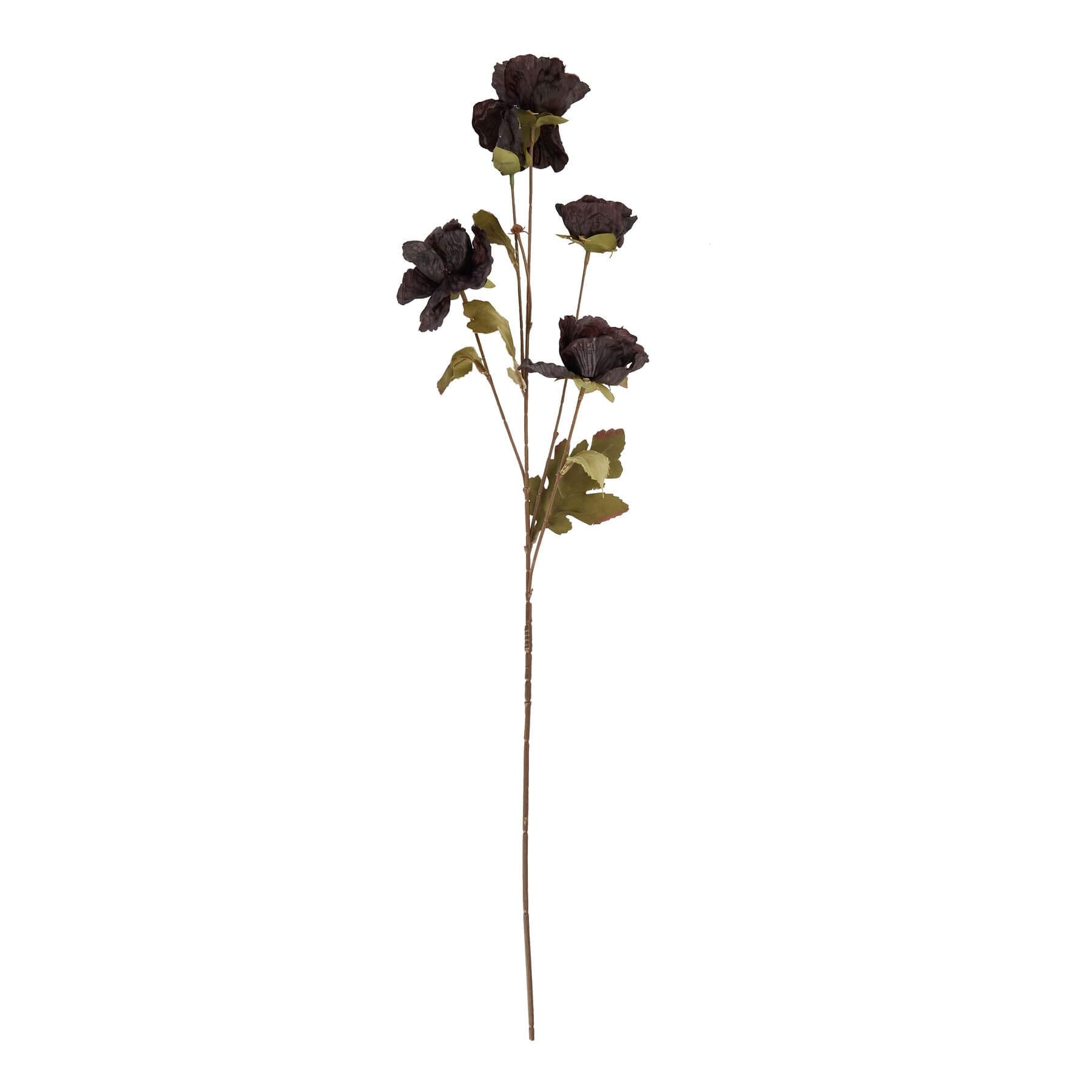Tall Black Poppy Stem for Dramatic Floral Styling