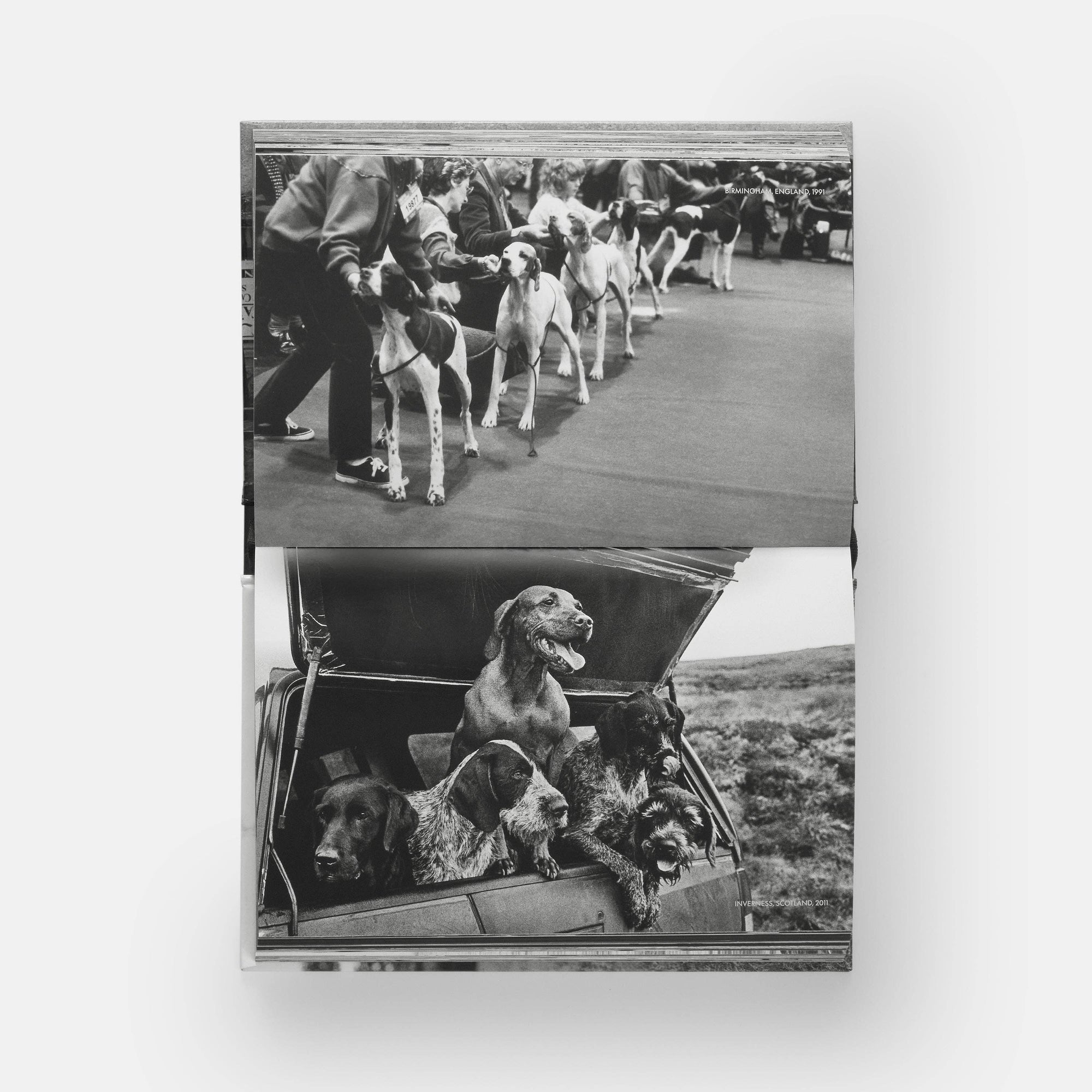 DogsDogs by Elliott Erwitt
