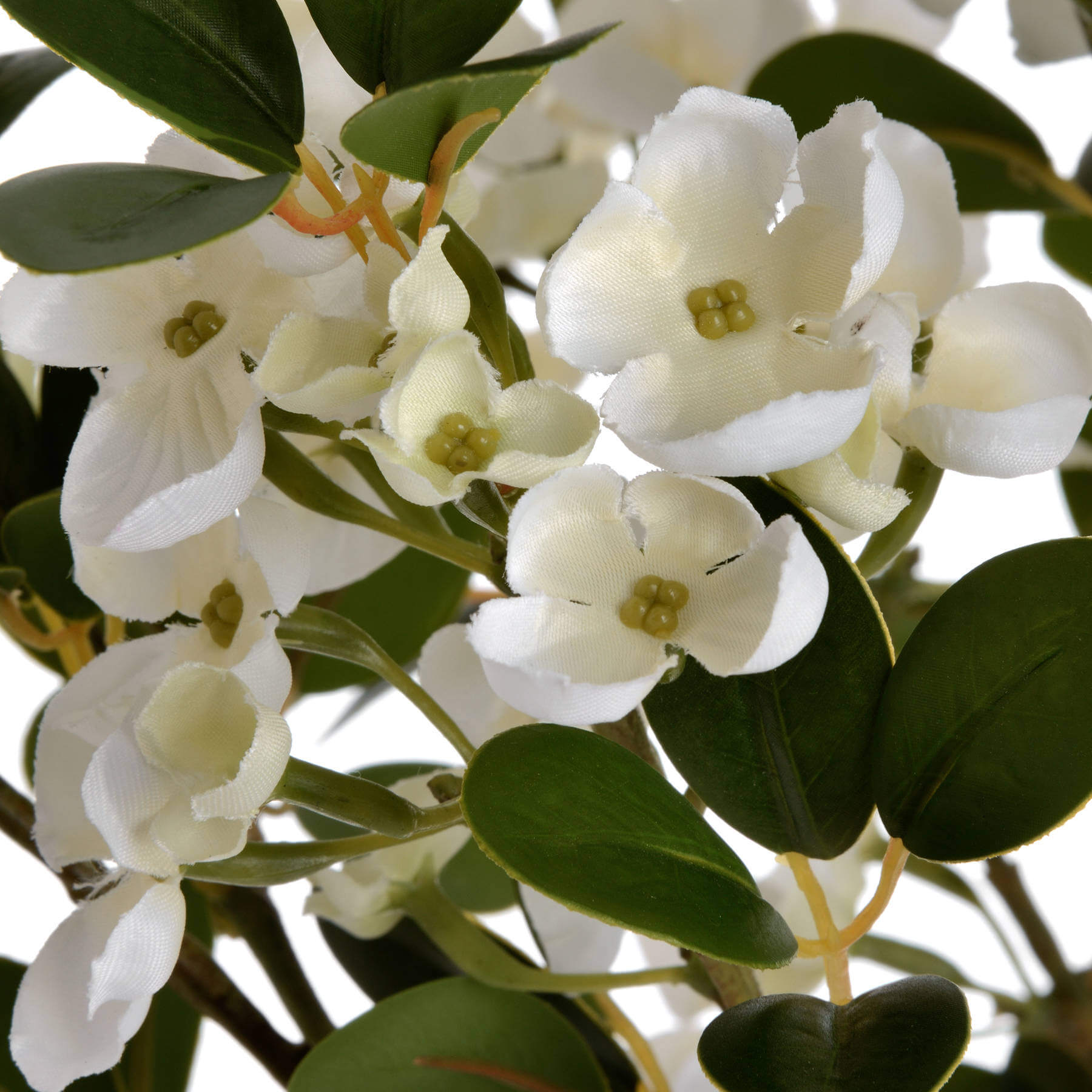 Fragrant White Mock Orange Blossom | Spring Freshness