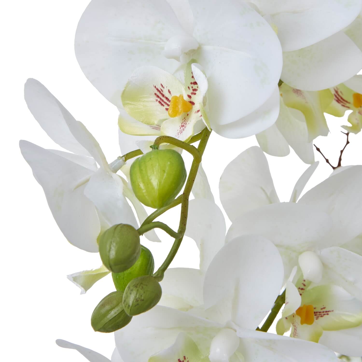 White Orchid in Ceramic Pot for Home Decor