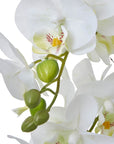 White Orchid in Ceramic Pot for Home Decor