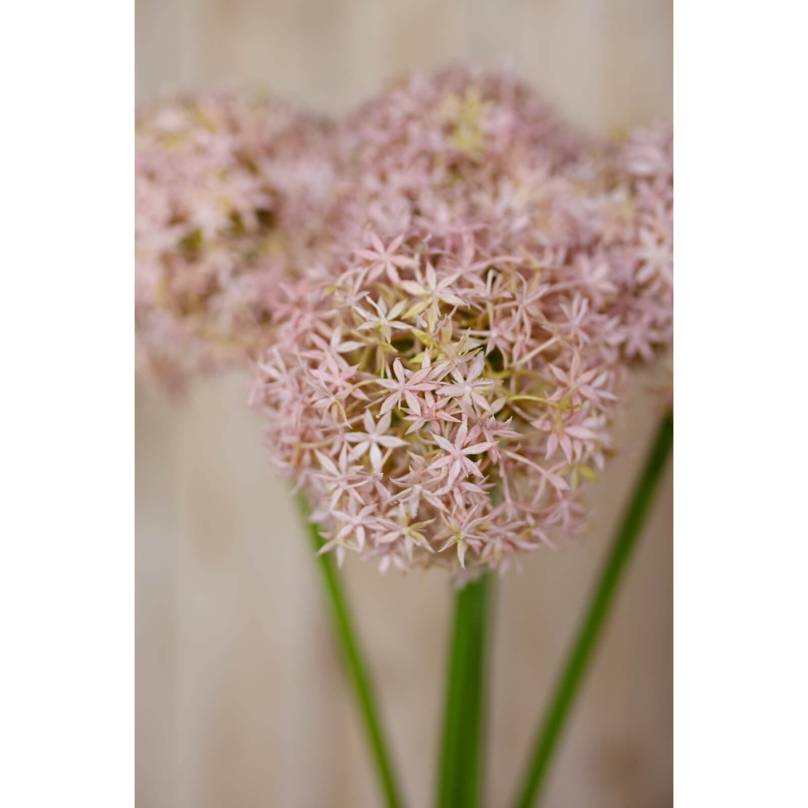 Gorgeous Lilac Giant Allium Stem | Elegant Floral Decor