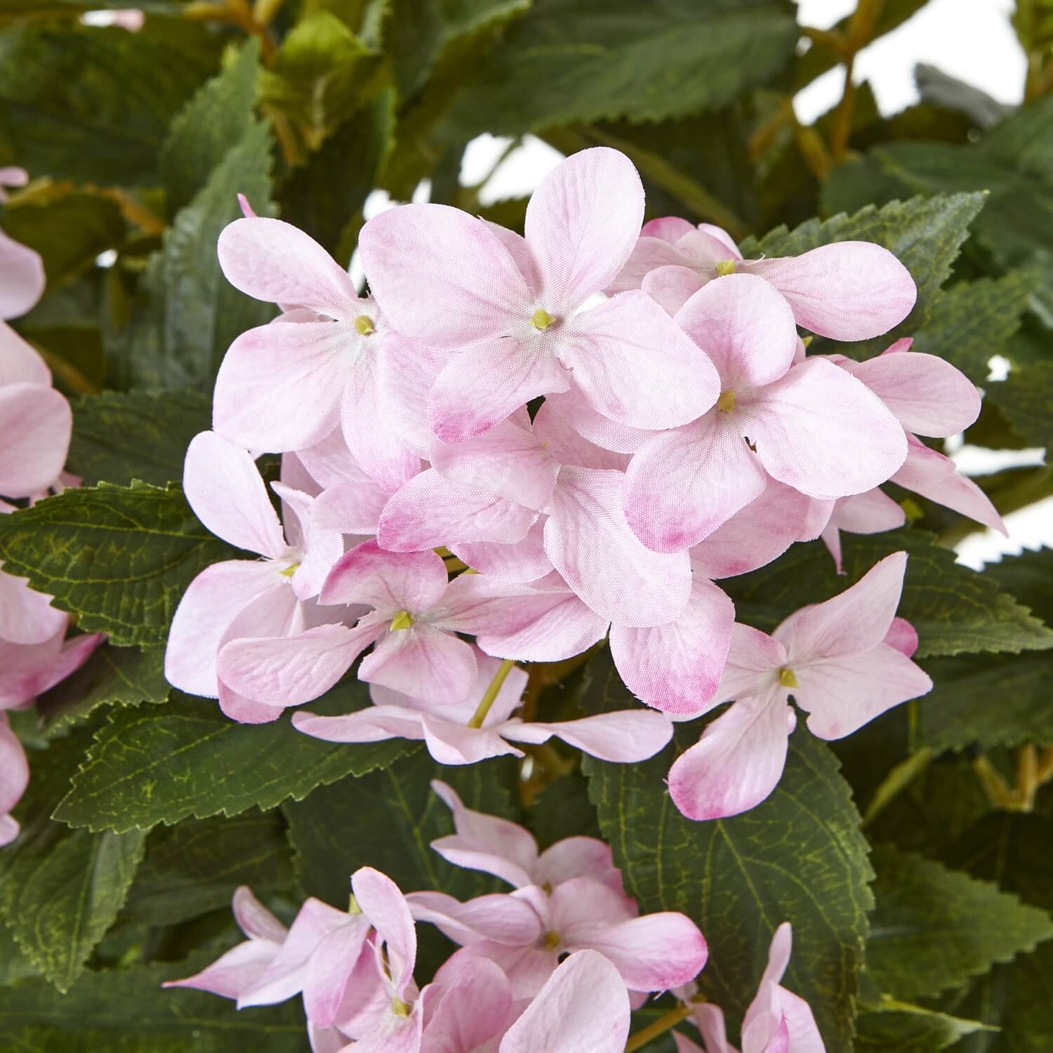 Lush Pink Hydrangea Plant in Pot