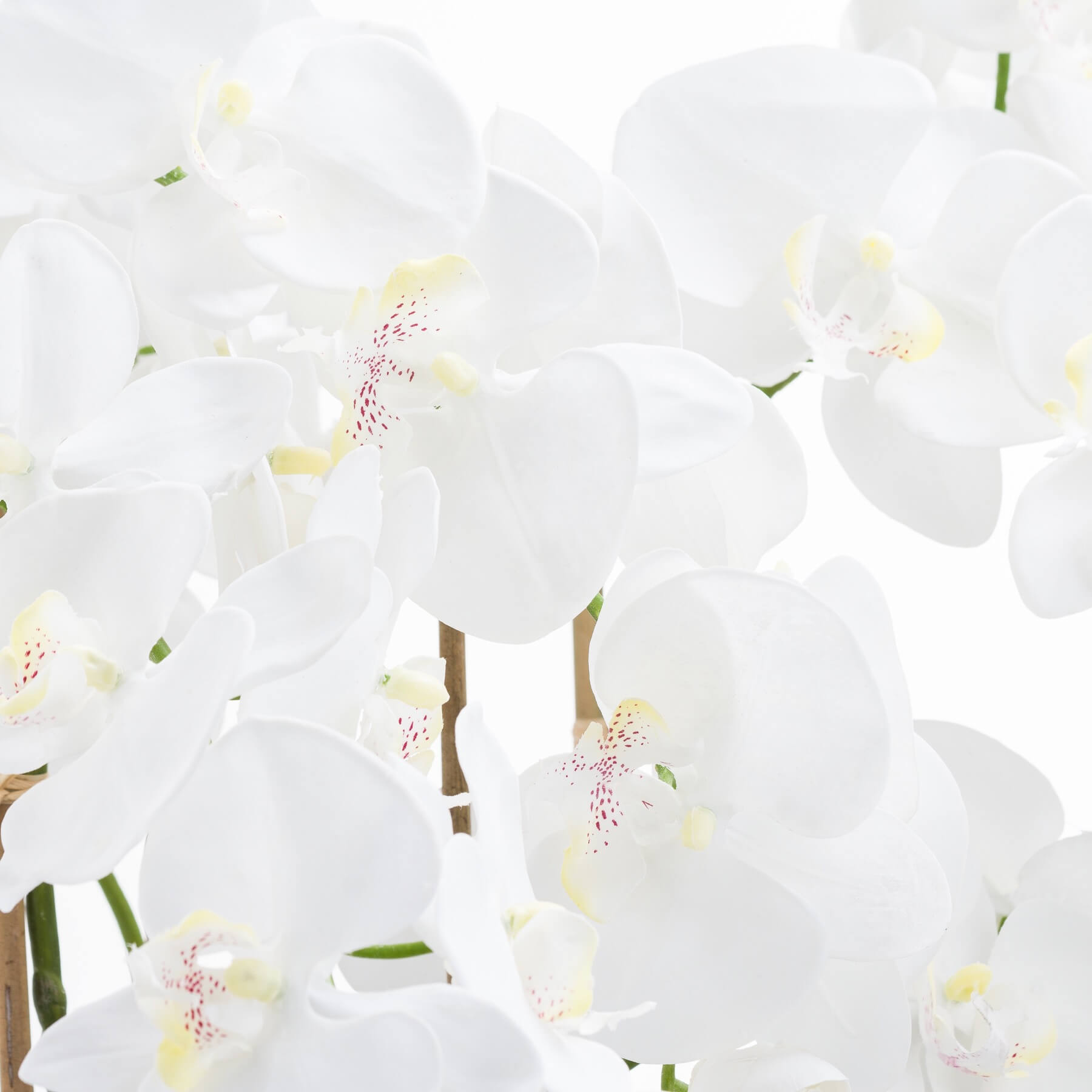 Elegant Tall White Orchid in Glass Vase | Home Decor