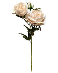 Soft Blush Rose Eternal Garden Bloom