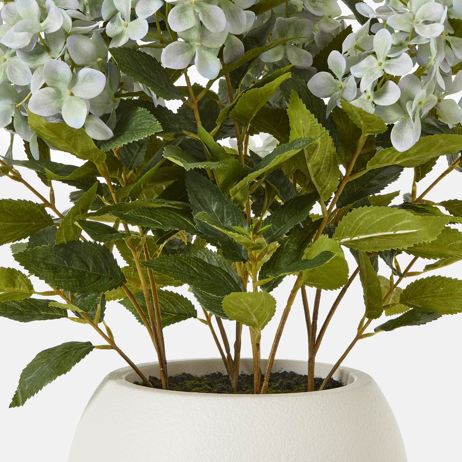 Medium Green Hydrangea in Pot for Indoor Display