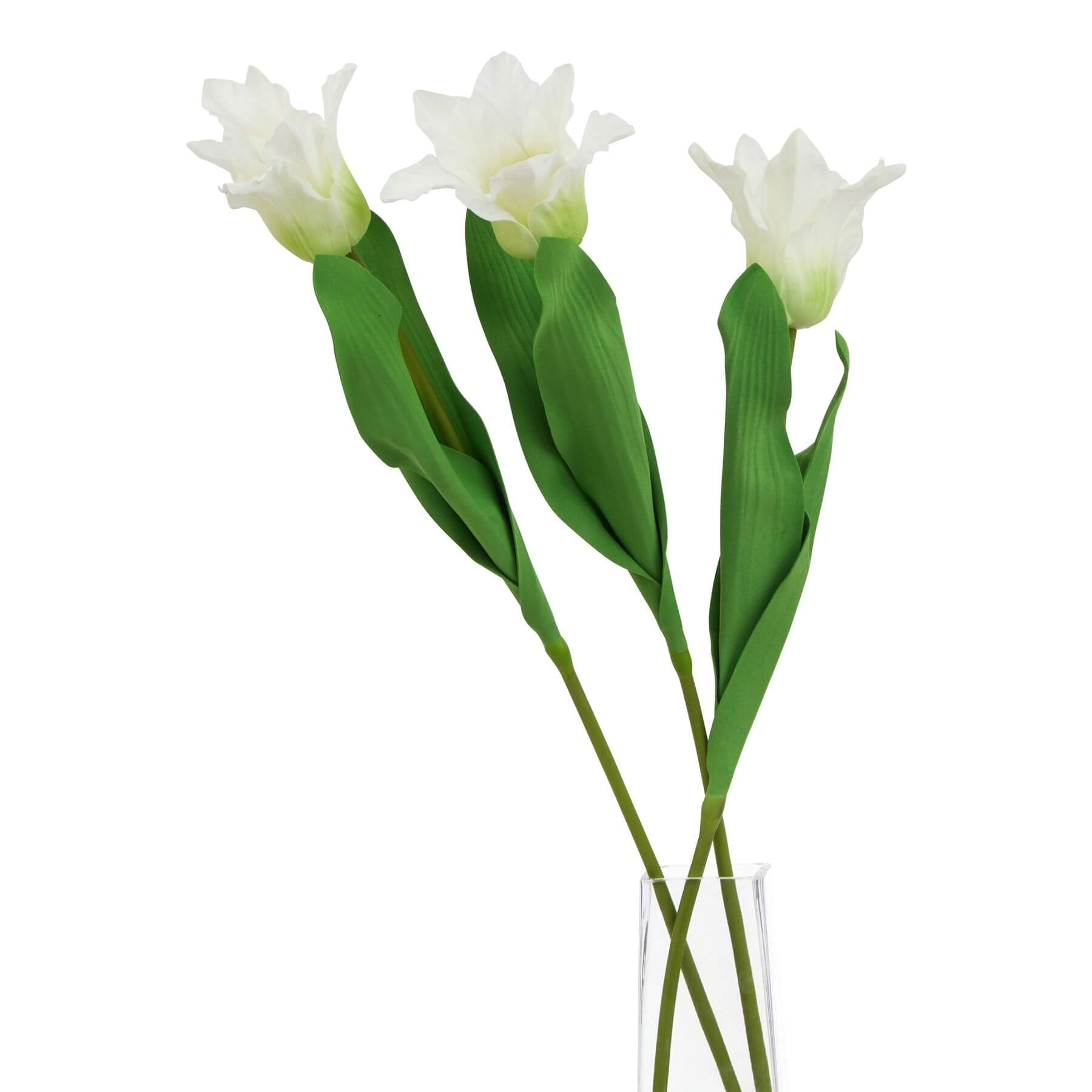 Pure White Parrot Tulip Stem