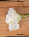 Lifelike white amaryllis artificial flowers, 81cm tall with 2 blooms and 1 bud, durable plastic for lasting elegance by sostter at brixbailey.com