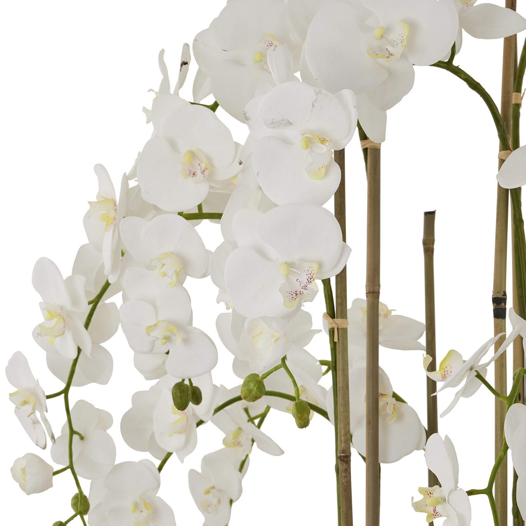 Luxury White Orchid in Vintage Stone Planter | Elegant Home Decor