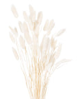 Fluffy White Bunny Tails Natural Dried Grass 60 Stems