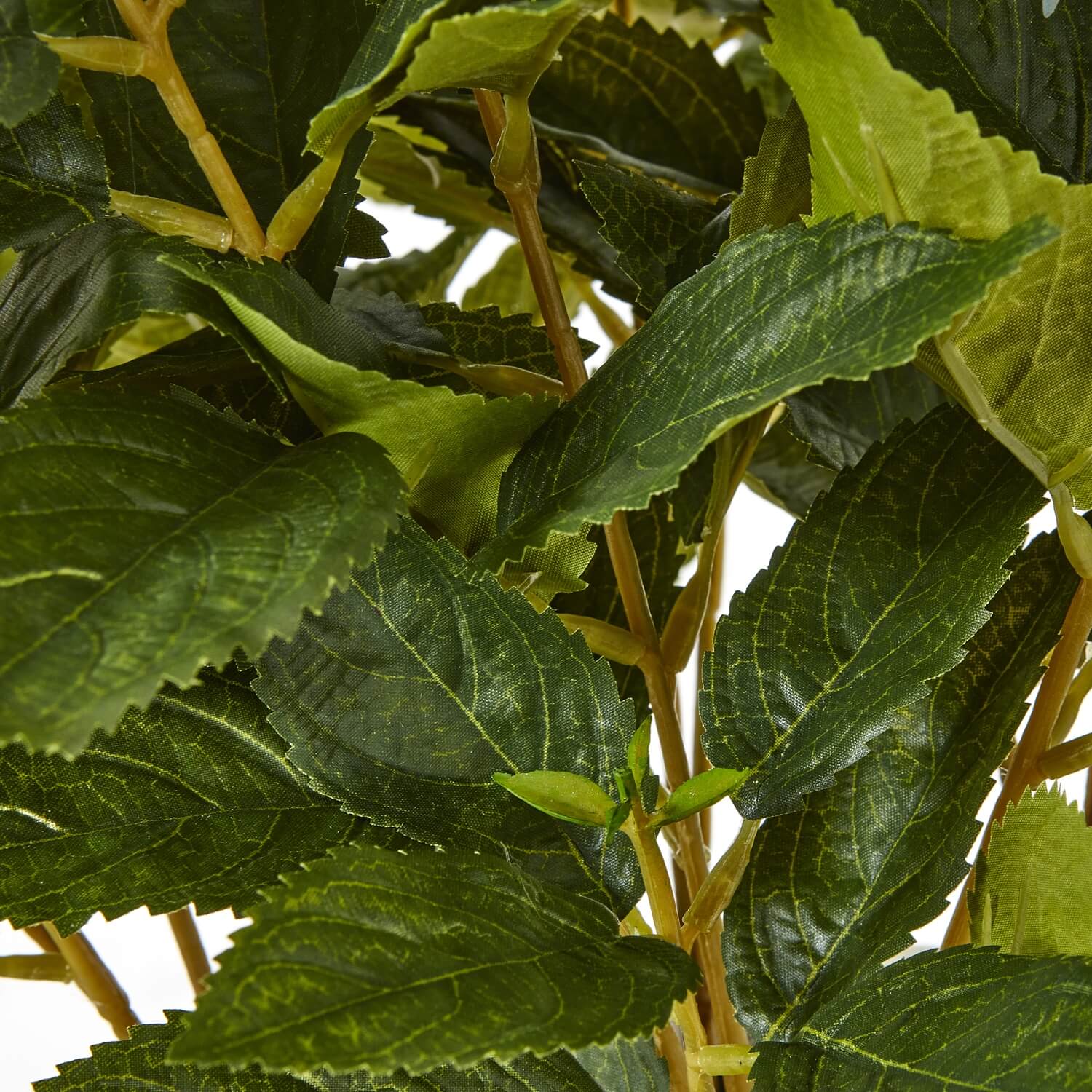 Medium Green Hydrangea in Pot for Indoor Display