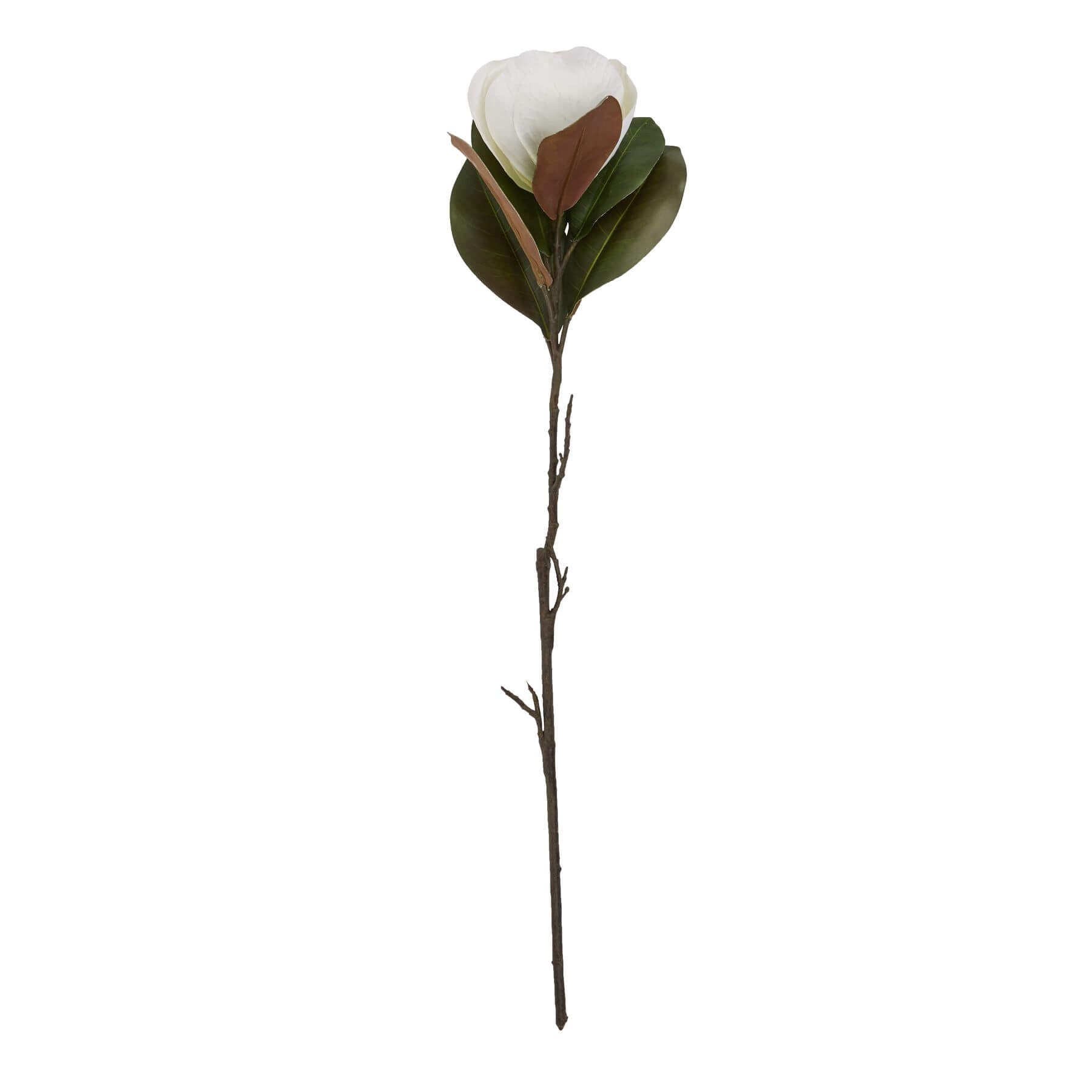 White Magnolia Flower Stem