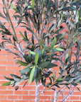 250cm XXL Olive Tree-1