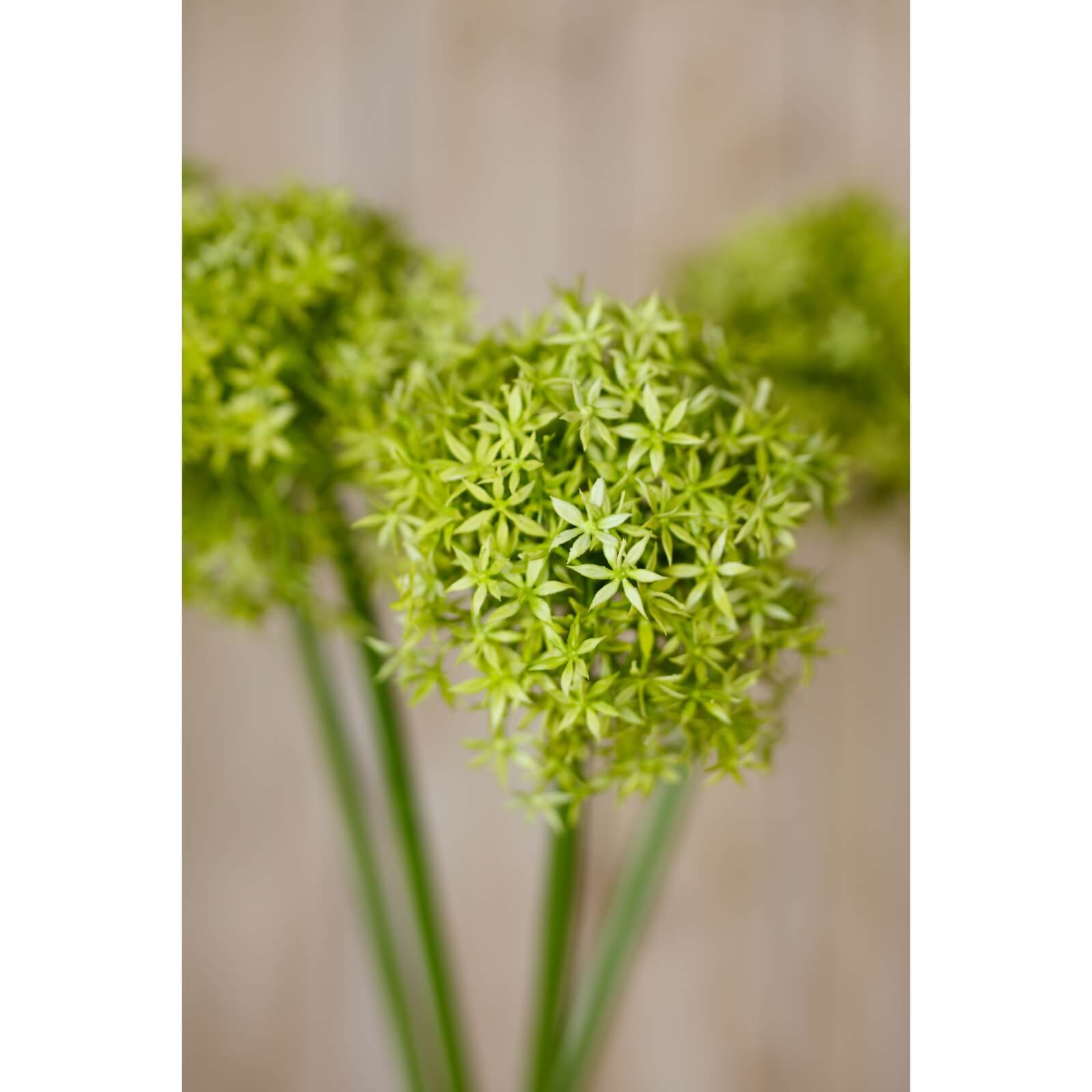 Vibrant Green Allium Stem for Home Styling