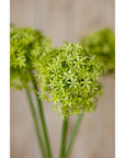 Vibrant Green Allium Stem for Home Styling