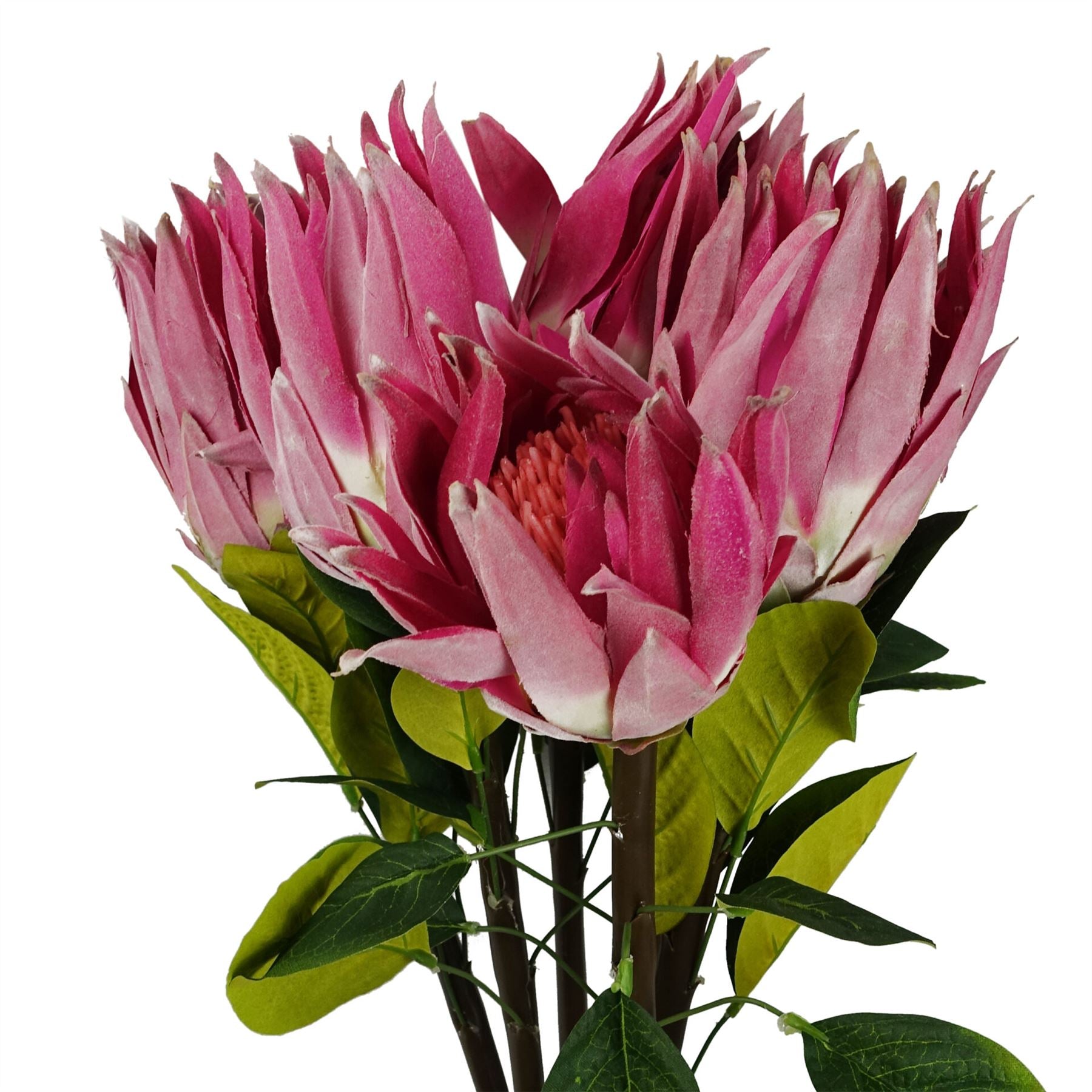 Pack of 6 x 65cm Protea Sugarbush Flower Stem - Pink-0