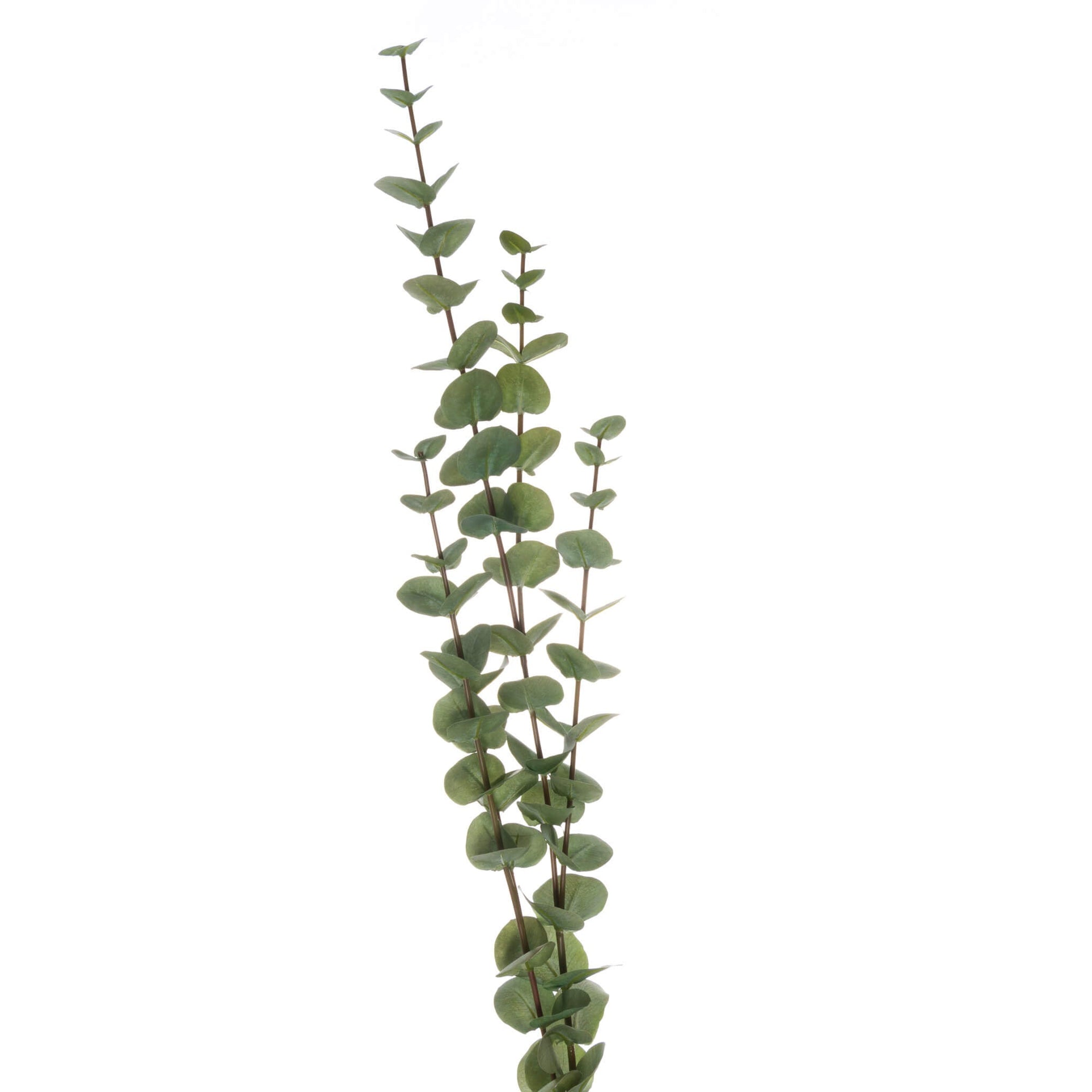 Lush Cineraria Eucalyptus Spray | Large Floral Decor