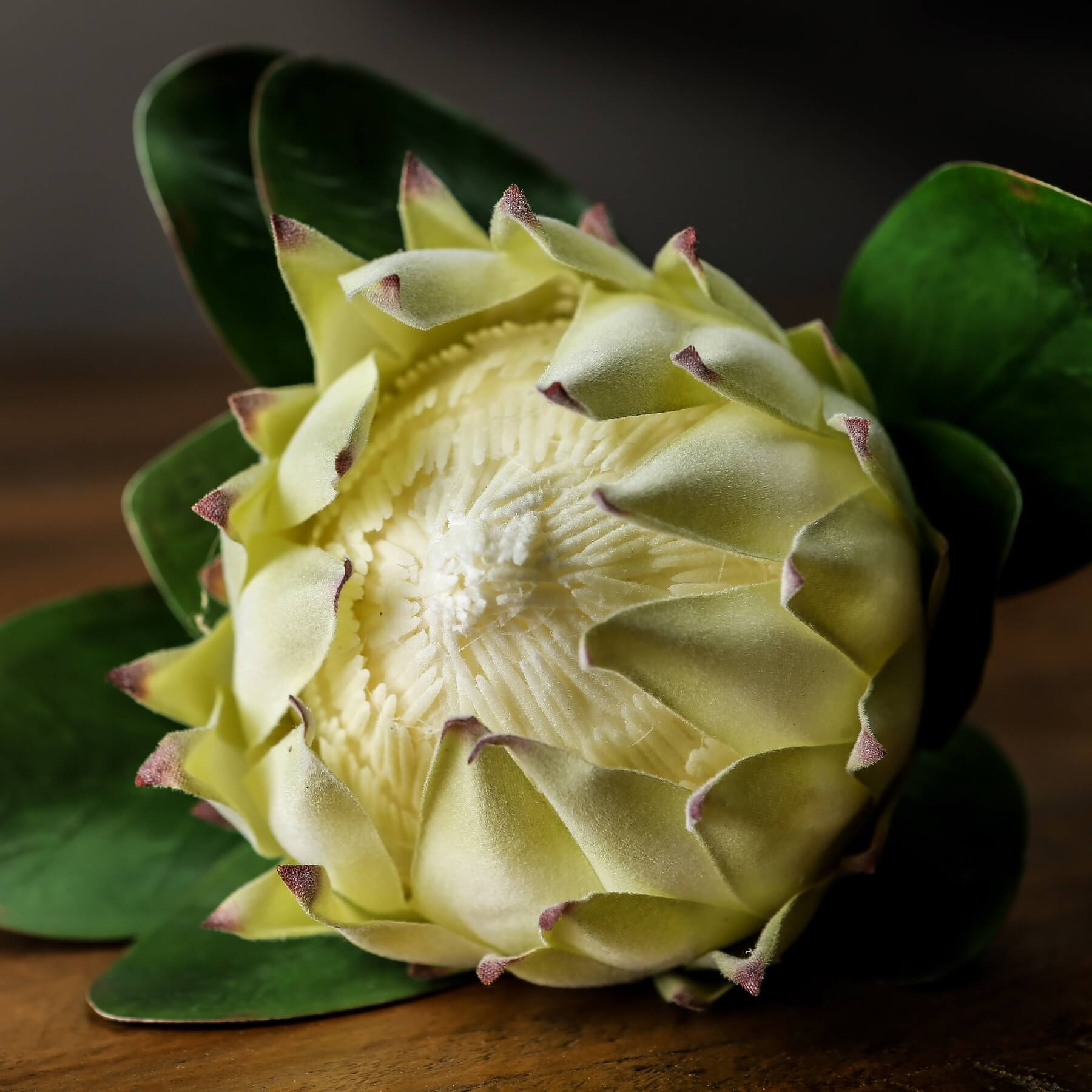 Stunning Large White Protea | Elegant Floral Decor