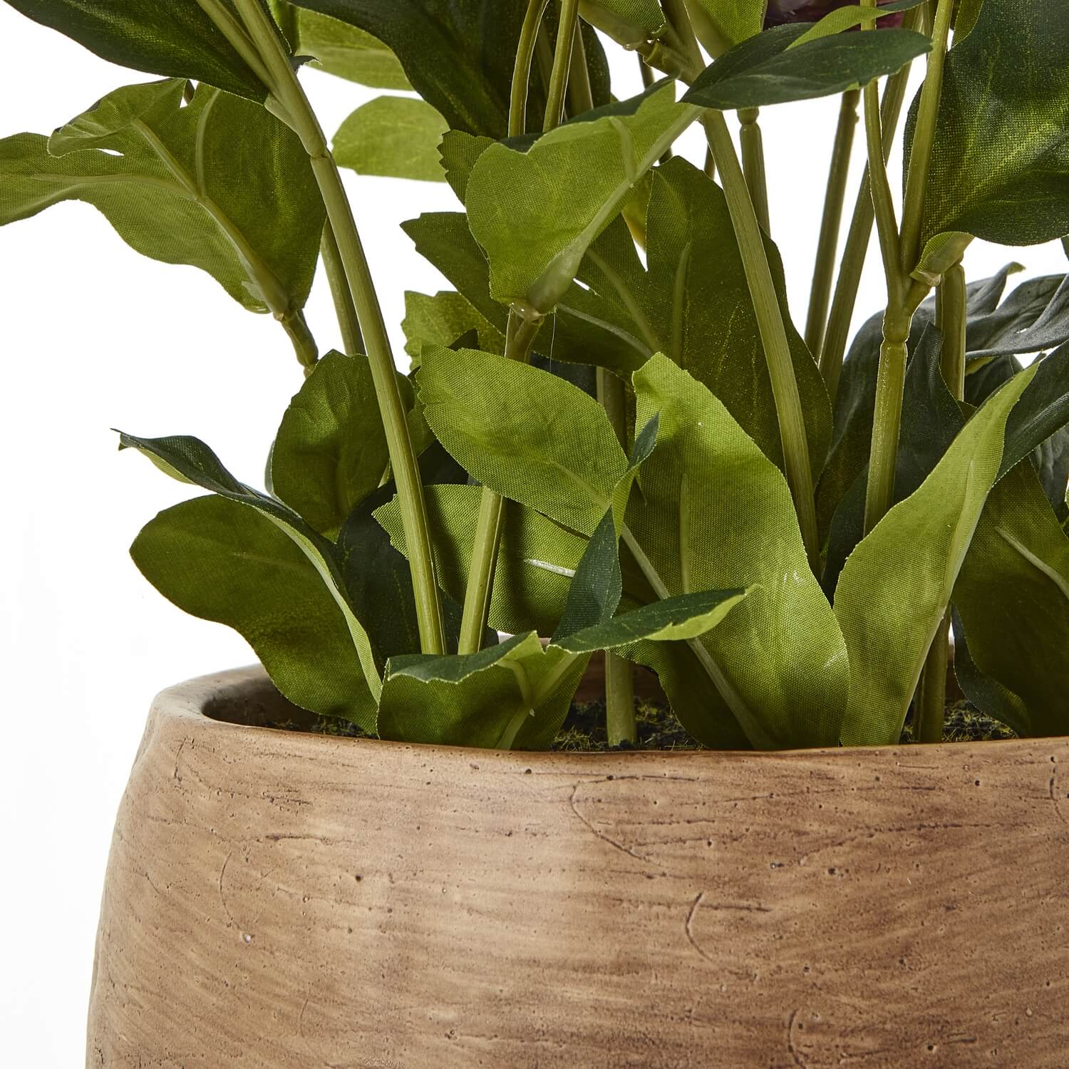 Faux Plum Hellebore in Taupe Pot