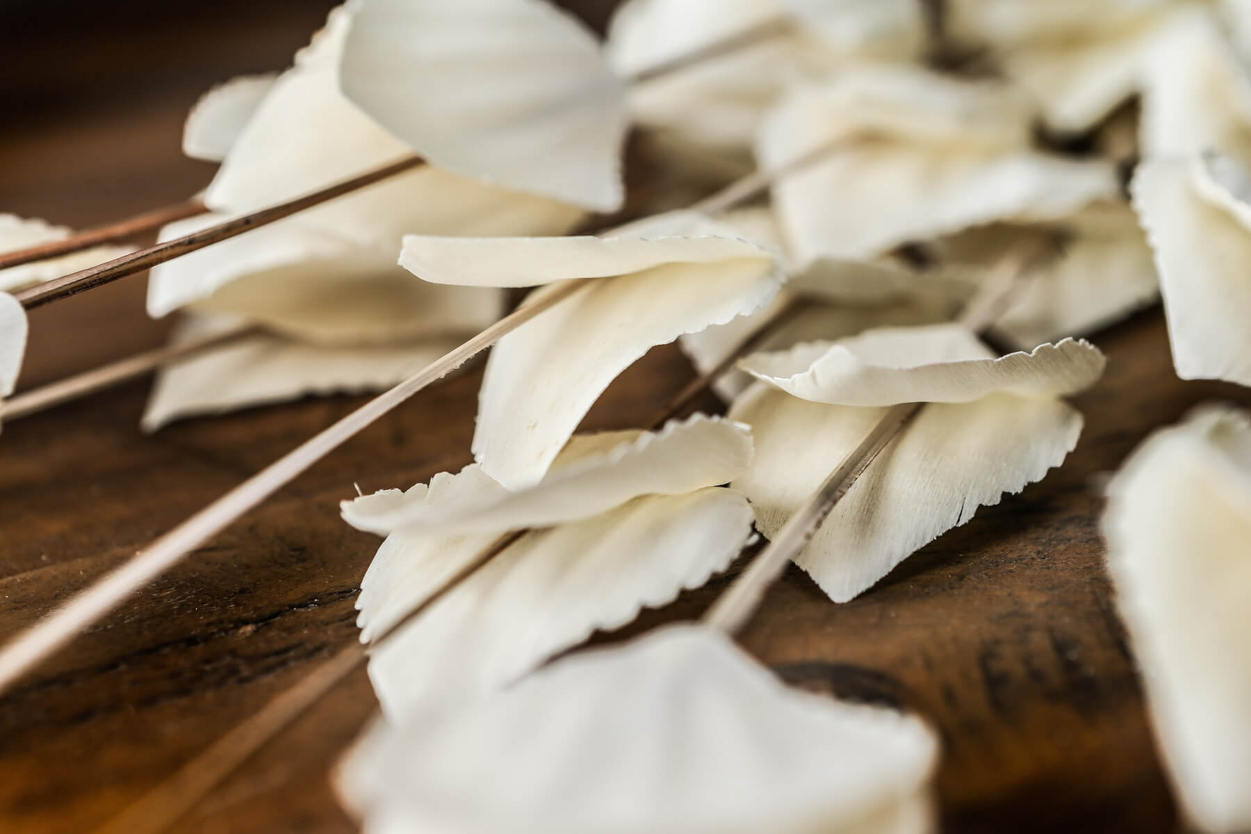 Dried White Seed Pod Bouquet