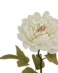 Pure White Peony Bouquet Fresh Natural Garden Blooms