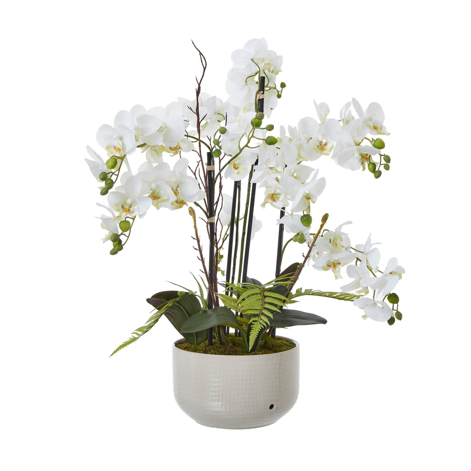 White Orchid in Ceramic Pot for Home Decor