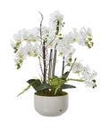 White Orchid in Ceramic Pot for Home Decor