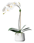 Artificial orchid plant - white orchid in white pot - 21"