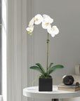 Faux Orchid Plant in Square Vase - 20"