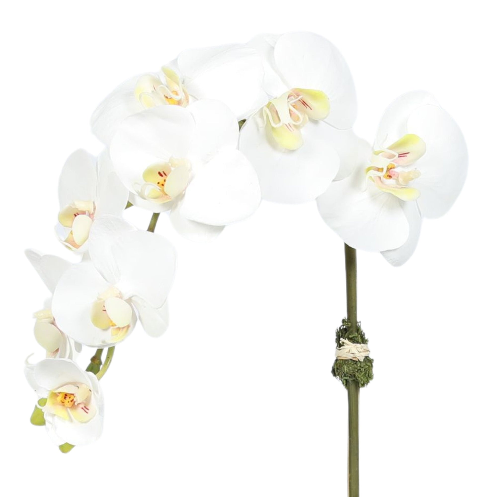 Faux Orchid Plant in Square Vase - 20"