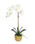 Phalaenopsis Orchid Plant in Gold Vase - 18"