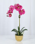Phalaenopsis Orchid Plant in Gold Vase - 18"