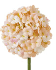 Apricot Allium Stem Effortless Bloom