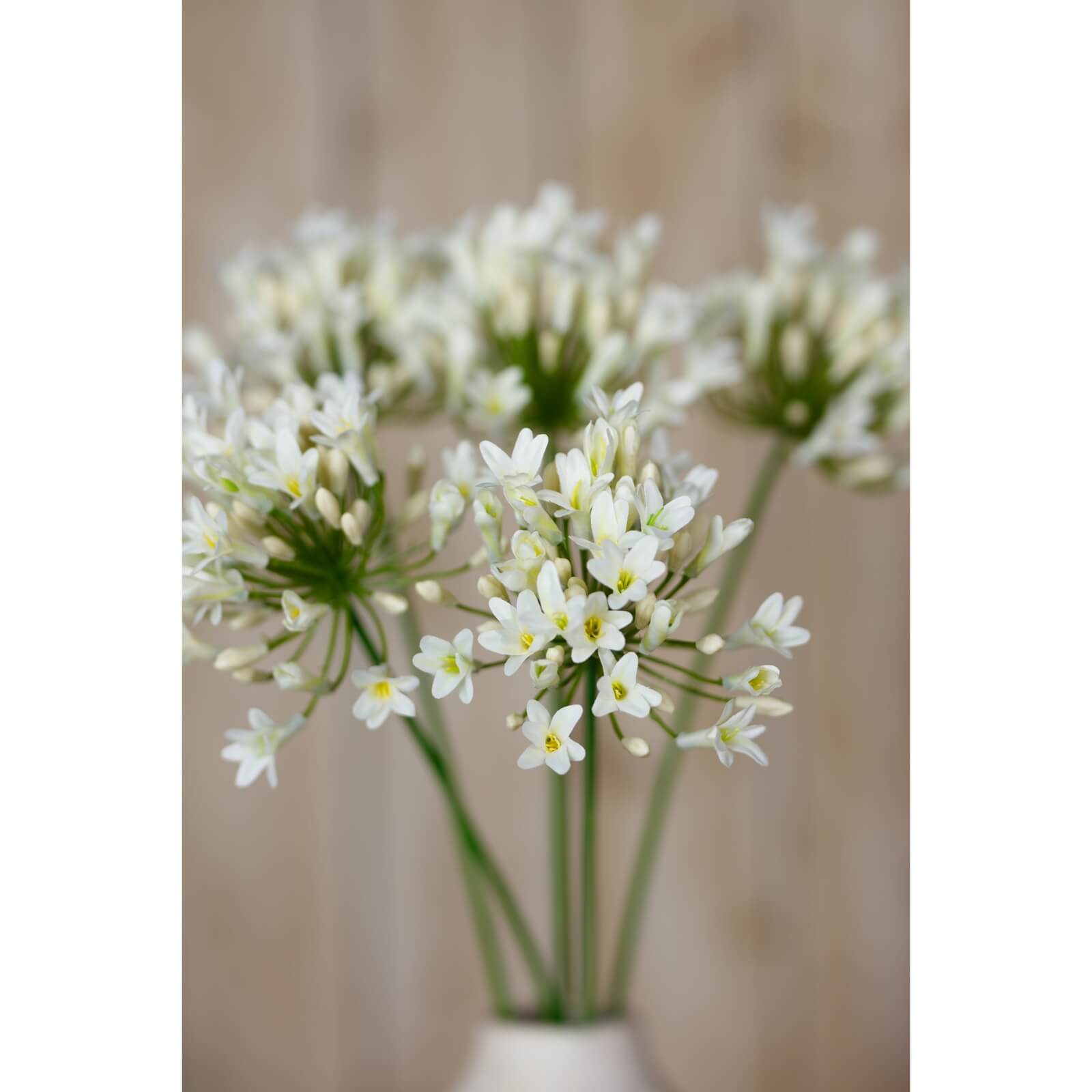 Cream Agapanthus Artificial Flower Stem