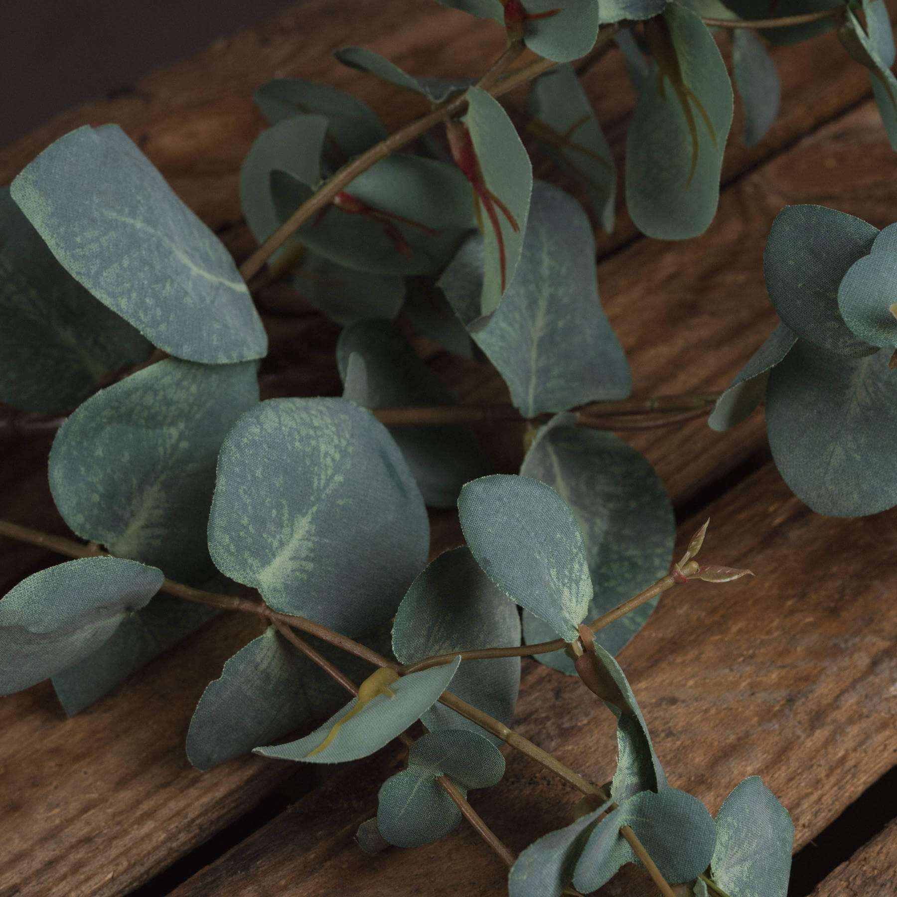 Fresh Variegated Eucalyptus | Natural Aromatic Foliage