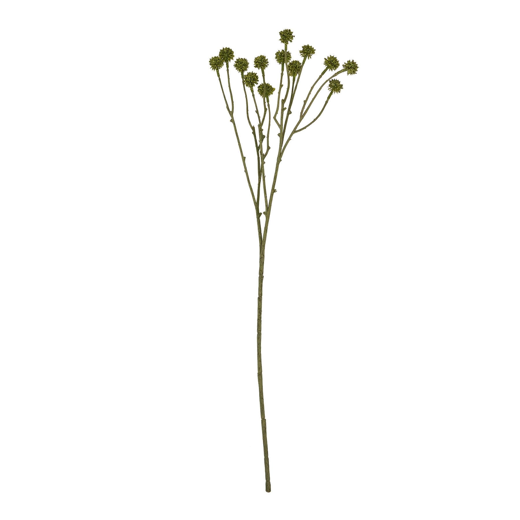 Fresh Green Craspedia Stems | Natural Floral Decor