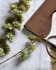 Tall Green Hops Stem for Delightfully Stylish Home Display