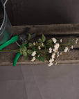 Cream Wild Rose Stem Faux Bloom