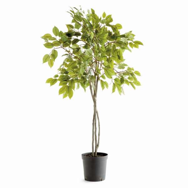 Ficus Tree Drop In 51"