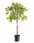 Ficus Tree Drop In 51"