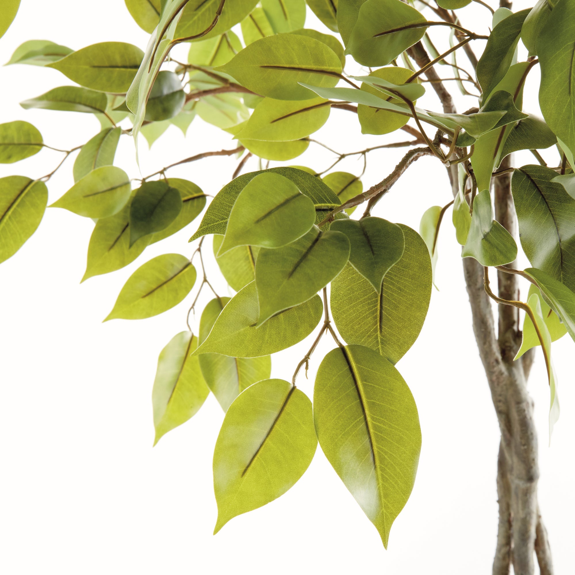 Ficus Tree Drop In 51"