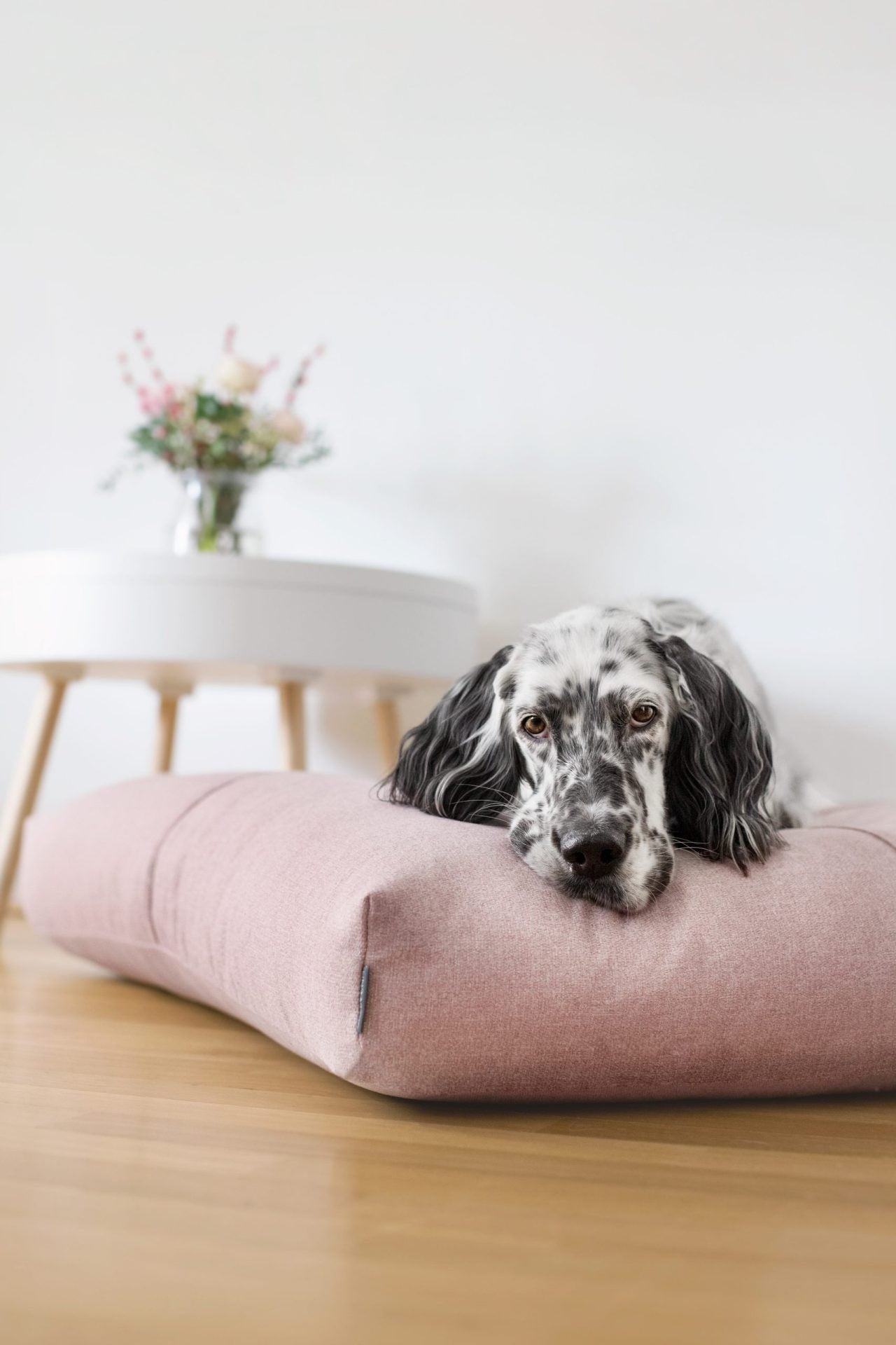 bold rose finno dog cushion on a dark background with dramatic lighting