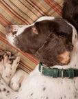 Green Leather Dog Collar