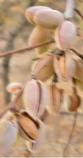 Sweet Surrender Hydrating Hand Cream 75g