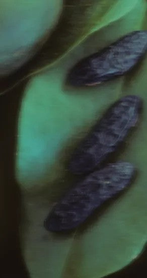 Sweet Surrender Hydrating Hand Cream 75g