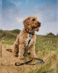 THE BALMORAL | LUXURY GREY HERRINGBONE & LEATHER DOG COLLAR