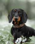 THE LINCOLN | LUXURY TWEED & LEATHER DOG COLLAR