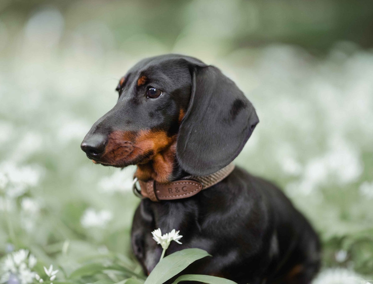 THE LINCOLN | LUXURY TWEED &amp; LEATHER DOG COLLAR