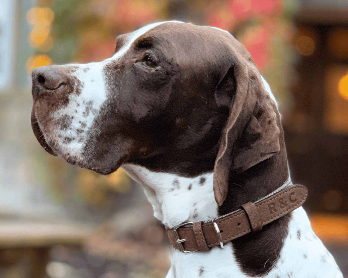 THE LINCOLN | LUXURY TWEED &amp; LEATHER DOG COLLAR